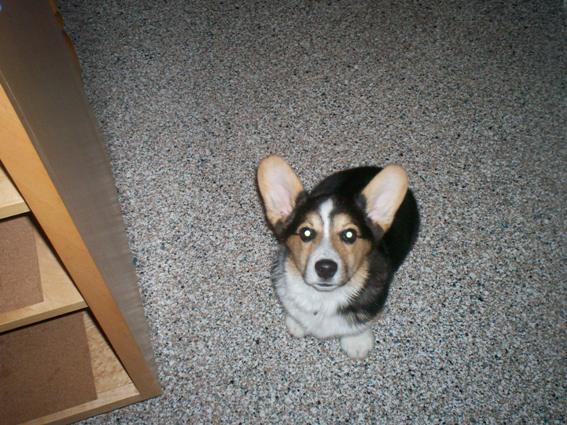 Hungry Owen