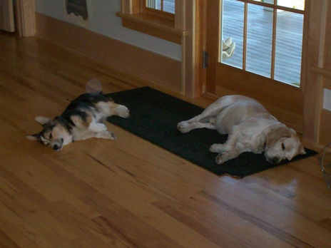 Tired Dogs Tired Dogs