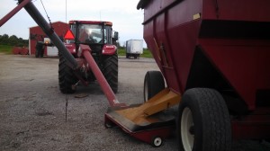 Unloading Wheat