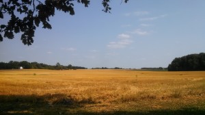 Harvested Field