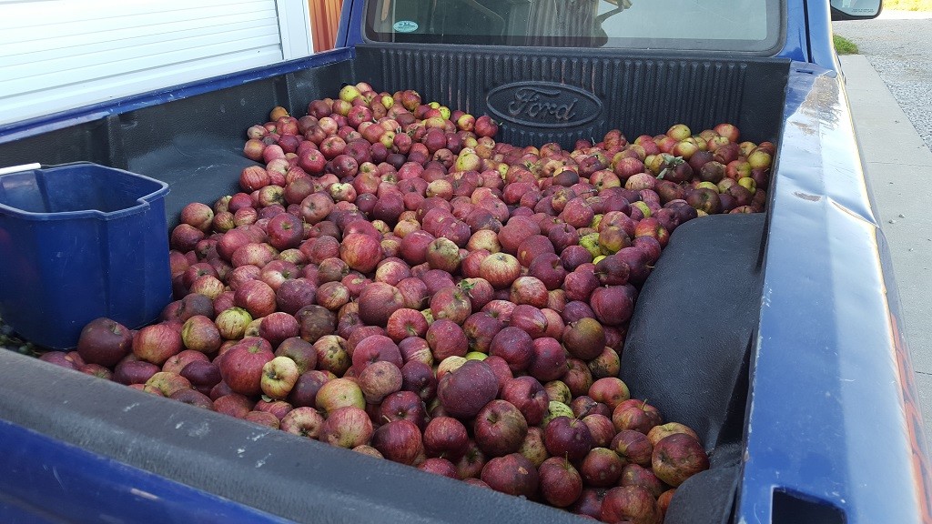 Pickup load o' apples