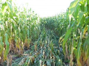 Corn Vandals | zumbrun.net